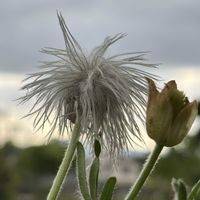 オキナグサ,オキナグサの綿毛,花のある暮らし,今日のお花,かわゆい♡の画像
