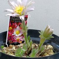 オキナグサ,西洋オキナグサ,オキナグサの綿毛,オキナグサの花後,可愛いの画像