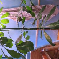 パキラ・アクアティカ,観葉植物,癒し,インテリアグリーン,珍奇植物の画像