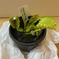 ハエトリソウ,食虫植物,おうち園芸の画像