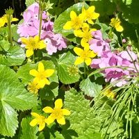 リュウキンカ,山野草,おでかけ先,つどいの里八ヶ岳山野草園の画像