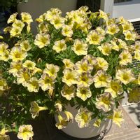 ペチュニア　とらネコ,お花,一年草,おうち園芸,庭の画像