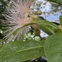 サガリバナ,平和を願う☆,木曜日は木に咲く花,2019年同期,yu ＆ゆうクラブの画像