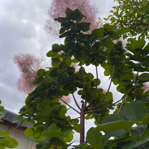 スモークツリー,ソヨゴ,ソヨゴの花,ドライフラワー,ナチュラルガーデンの画像