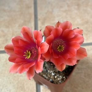 サボテン桃太郎,多肉植物,サボテンの花,多肉女子の画像