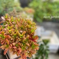 グリーンネックレス,子持ち蓮華,アルブカ スピラリス フリズルシズル,カクレイ,多肉植物の画像