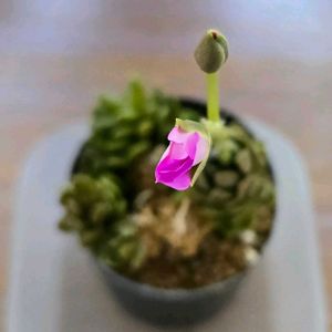 アナカンプセロス属,SP,アナカンプセロス sp,多肉植物,アナカンプセロスの画像