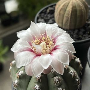 ギムノカリキウム瑞昌玉,多肉植物,サボテン科,ギムノカリキウム属,神奈川タニラーの画像