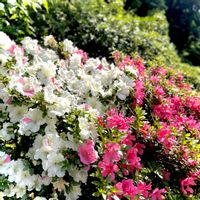 アザレア,サツキ,癒し,華やか,素敵な花の画像
