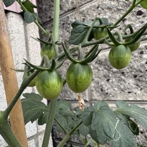 ミニトマト,ミニトマト 甘っこ,かわいい,可愛い,種まきの画像