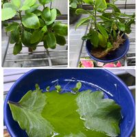 キュウリ,セイロンベンケイソウ,バンダ,パクチー,チマサンチュの画像