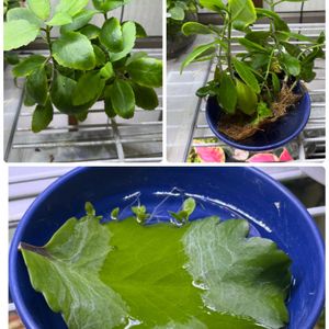 キュウリ,セイロンベンケイソウ,バンダ,パクチー,チマサンチュの画像