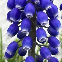 ムスカリ,球根植物,癒し,パープル,紫色の花の画像