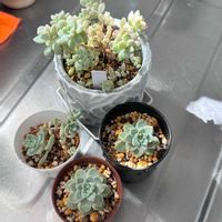 だるま秀麗,プロリフィカ,多肉植物,株わけ,多肉女子の画像