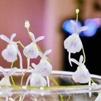 ウサギゴケ,ウトリクラリア・サンダーソニー,ミミカキグサ,食虫植物,開花の画像