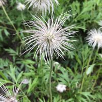 オキナグサ,癒し,いつかの記録の画像