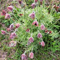 オキナグサ,綿毛,翁草,翁草（おきなぐさ),つぼみの画像