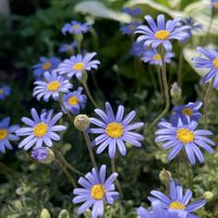 ブルーデージー,斑入りブルーデージー,宿根・多年草,小さな庭の画像