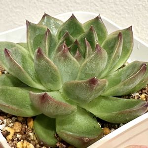 ブラッドブリアナ,秋宴,エケベリア 秋宴(ブラッドブリアナ),多肉植物,ダイソー多肉の画像