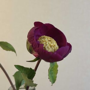 シャクヤク,シャクヤク,お花屋さん,花のある暮らし,ガラスの花瓶の画像