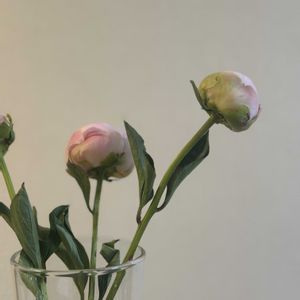 シャクヤク,シャクヤク,お花屋さん,花のある暮らし,ガラスの花瓶の画像