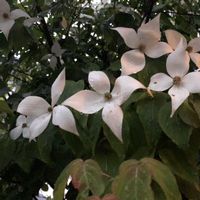 シマトネリコ,ツツジ,ヤマボウシ,いつもありがとう(*˘︶˘*).｡.:*♡の画像
