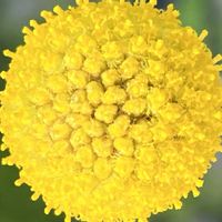 クラスペディア,黄色の花,今日も元気で,今日も笑顔で♡,煌めきの金曜日の画像