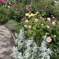 バラ,ラムズイヤー,薔薇の蕾,薔薇色々,バラ(薔薇)の画像