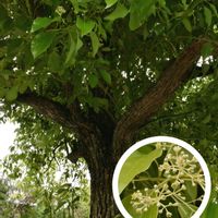 クスノキ,クスノキ科,緑色の花,黄色いお花大好き協会の画像