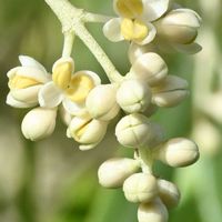 オリーブ,オリーブの花,山野草,白い花,金曜日の蕾たちの画像