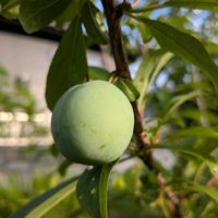 スモモの画像