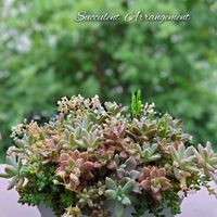 ビアホップ ,多肉植物,育てやすい多肉植物,多肉植物寄せ植え,普及種の画像