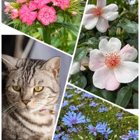 ハイビスカス,バラ,ビジョナデシコ,ビジョナデシコ,フェリシアの画像