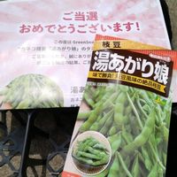 枝豆,湯あがり娘,プレゼント企画,カネコ種苗の画像