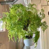 トキワシノブ,猫の手,猫の手,ダバリア　ラビットフッド,観葉植物の画像