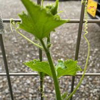 キュウリ,シシトウの画像