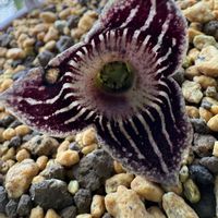 カンアオイ,ウマノスズクサ科,カンアオイ スペシオサの画像