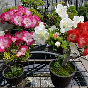サツキ,小品盆栽,梅雨に負けないの画像