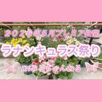 ラナンキュラス,ラナンキュラスラックス,おはようございます,お知らせ,庭作りの画像