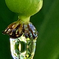 つぼみ！！,サルナシ,サルナシ,サルナシ,ベビーキウイの画像