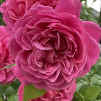コキア,ばら バラ 薔薇,サン・テグジュペリの画像