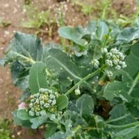 ブロッコリー,ブロッコリー,ブロッコリーの脇芽,モンシロチョウの羽化,モンシロチョウの羽化の画像