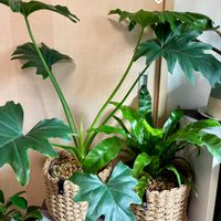 フィロデンドロン,アスプレニウム,観葉植物,インテリアグリーン,緑は癒しの画像