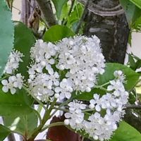 オルレア,カナメモチ,白つつじ,花のある暮らし♡,おうち園芸の画像