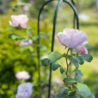 薔薇,薔薇,庭園,長崎,グラバー園の画像