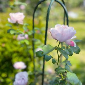薔薇,薔薇,庭園,長崎,グラバー園の画像