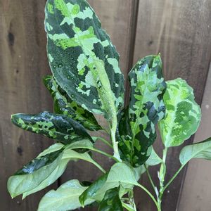 アグラオネマ,アグラオネマ・ピクタム,アグラオネマ ピクタム トリカラー,多肉植物,塊根植物の画像