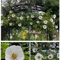 ナニワイバラ,ばら バラ 薔薇,チーム魔女っ子,ほんわか♥️ほんのり,✳️雫好き❤️の画像