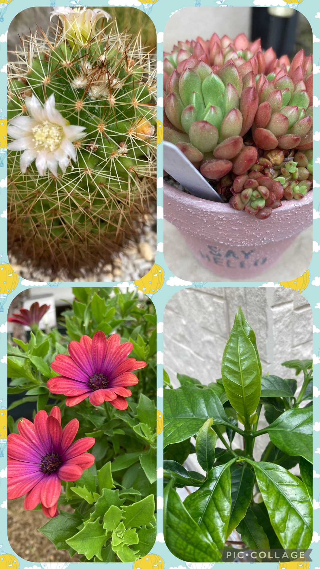綺麗な花を咲かすサボテンの種類について紹介!｜🍀GreenSnap（グリーン