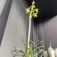 アルブカスピラリス フリズルシズル,お花,植物大好き,くるくる,おうち園芸の画像